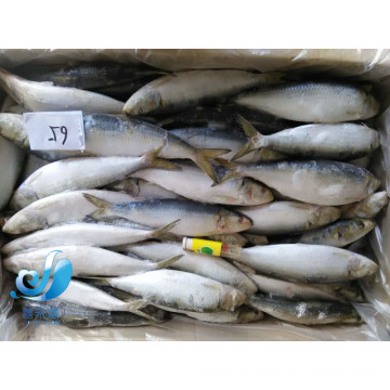 low price ocean seafoods light cought sardine fish